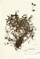 藏品(蛇根草)的圖片